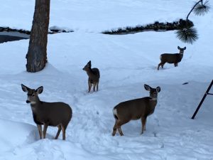 the-deer-welcomed-me-home